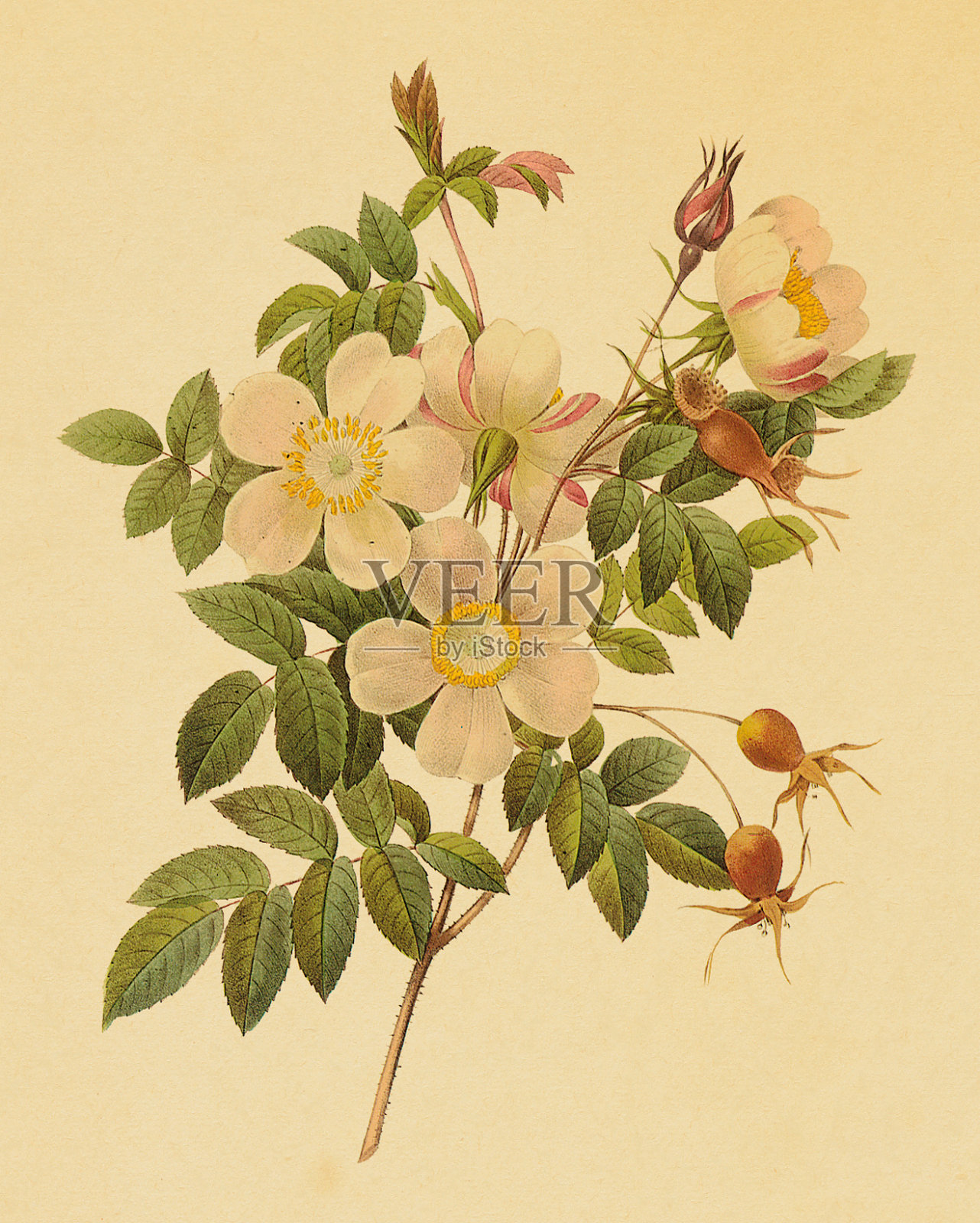 古董花插图插画图片素材