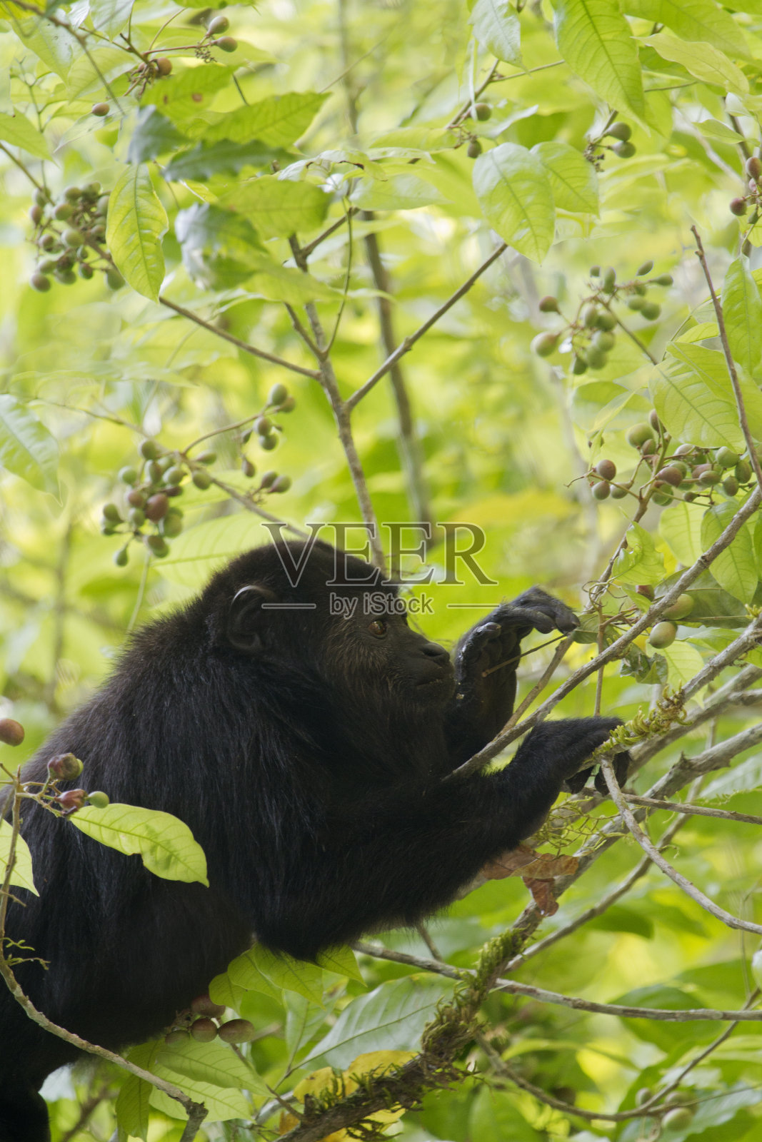 树上的少年吼猴照片摄影图片