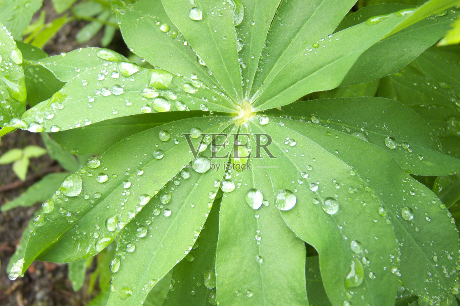 晶莹剔透照片摄影图片