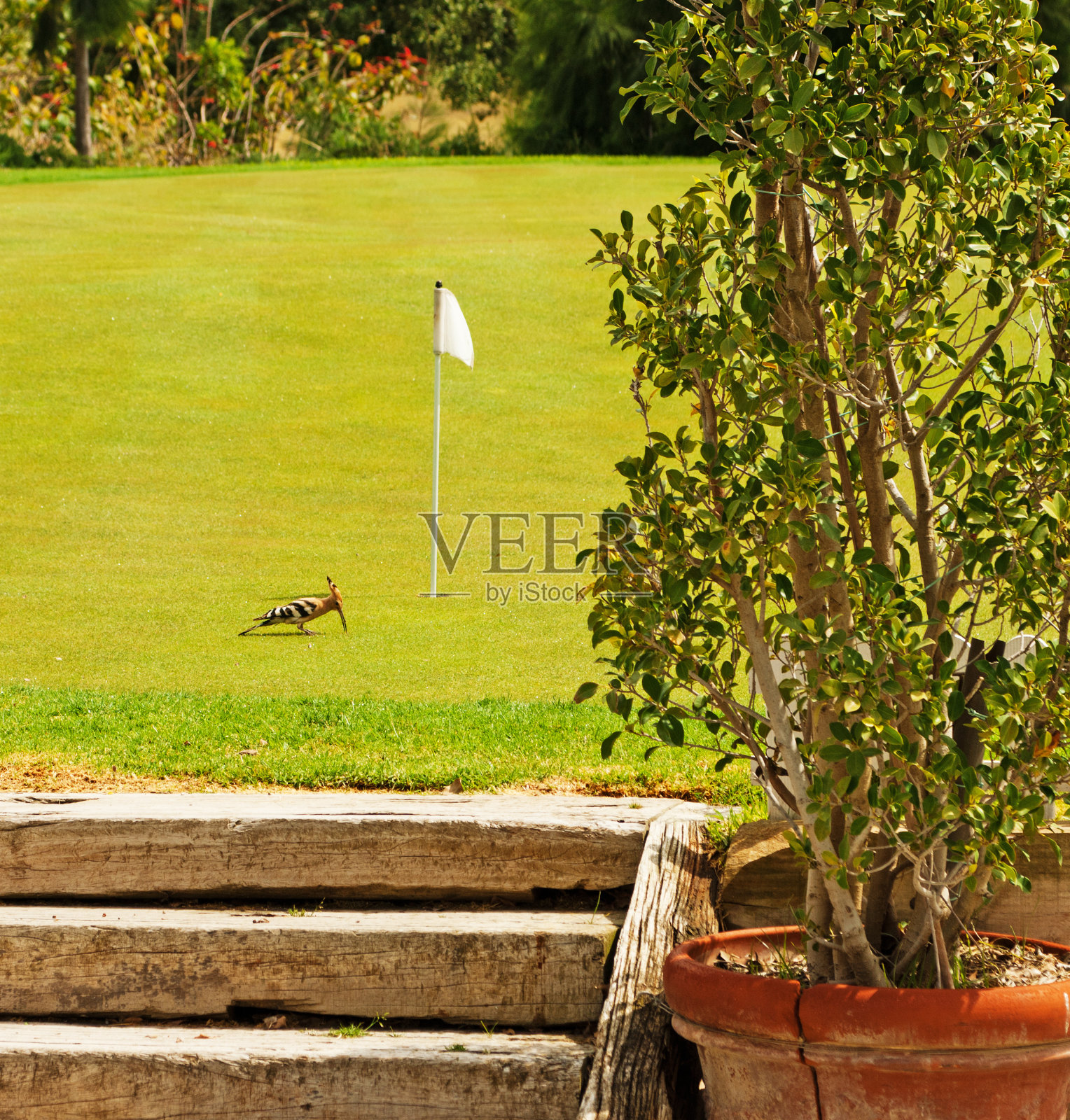 戴胜在吃虫子照片摄影图片