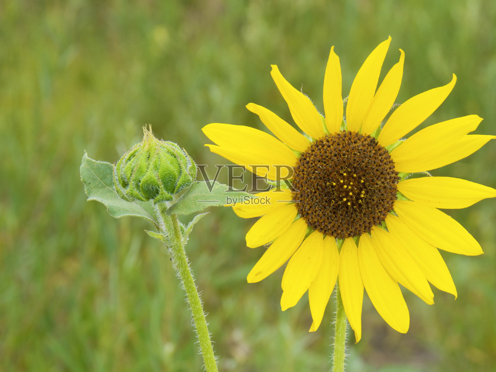 黄色的向日葵照片摄影图片