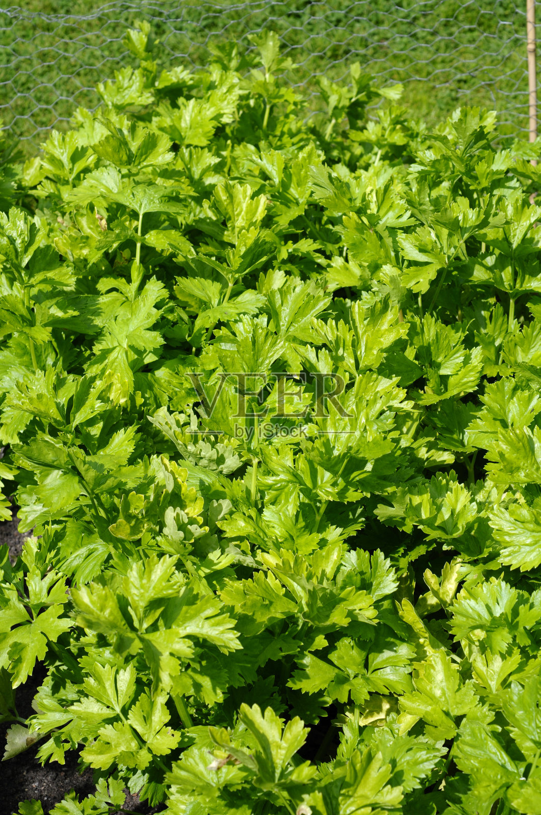 芹菜照片摄影图片