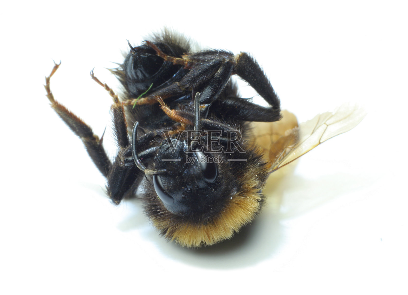 死蜂照片摄影图片