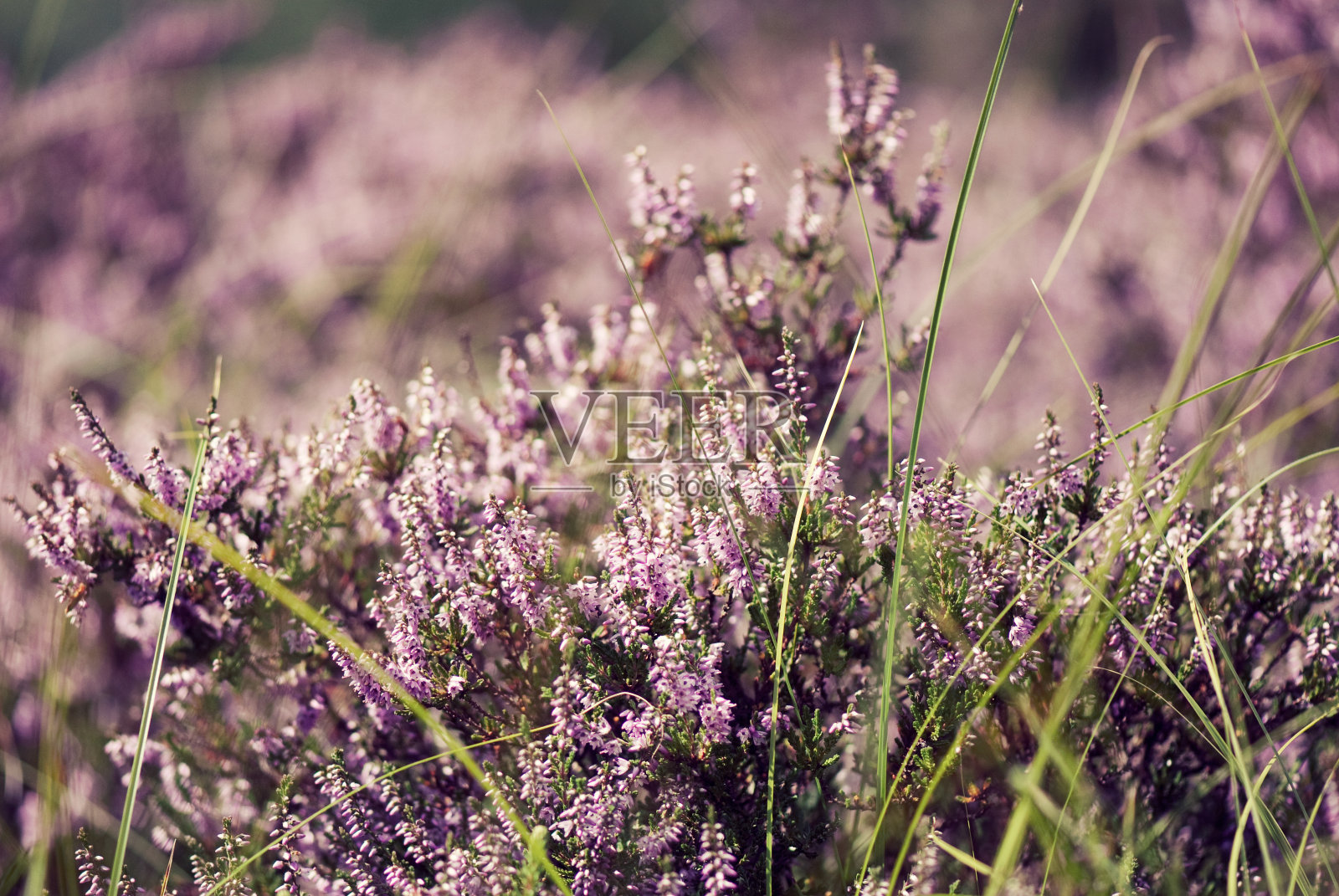 希瑟在粉红色的照片摄影图片