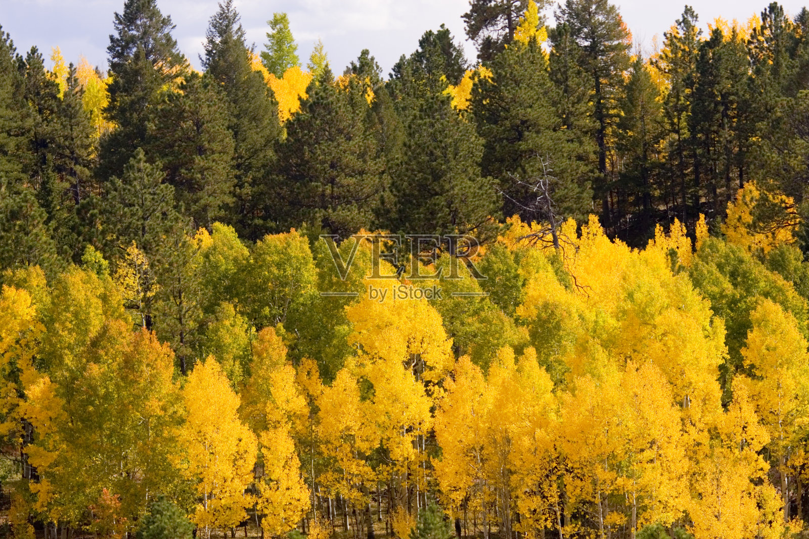 秋天在派克国家森林照片摄影图片