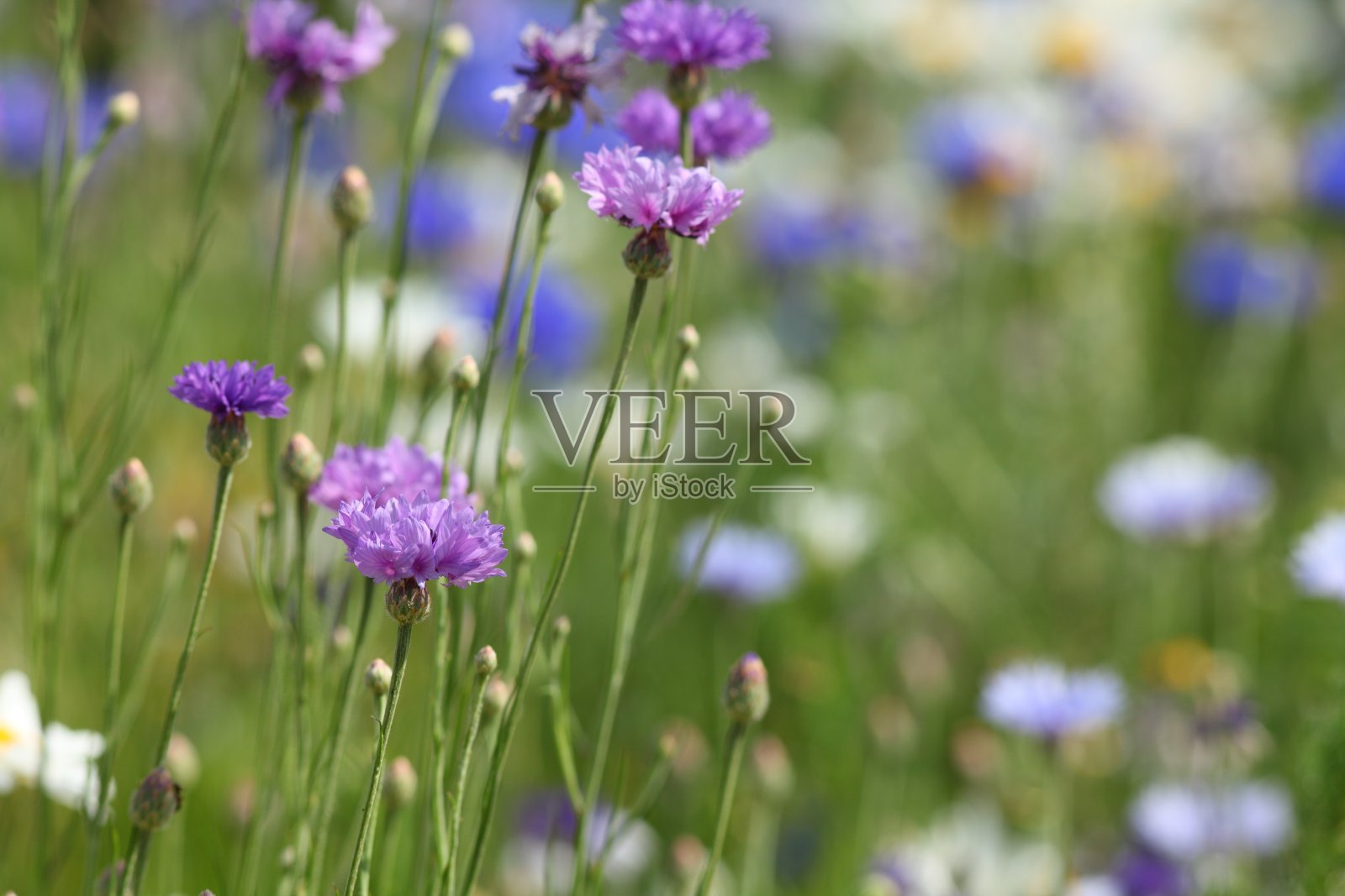 夏日草地上开着蓝色的玉米花照片摄影图片