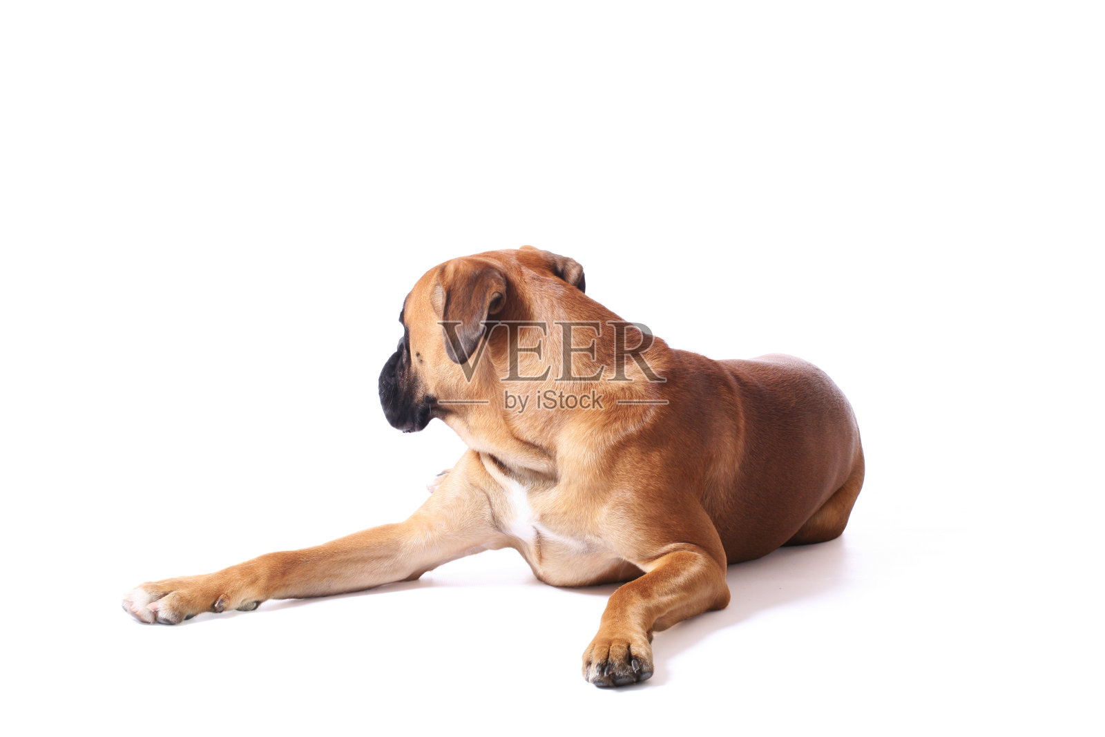 狗向后看照片摄影图片