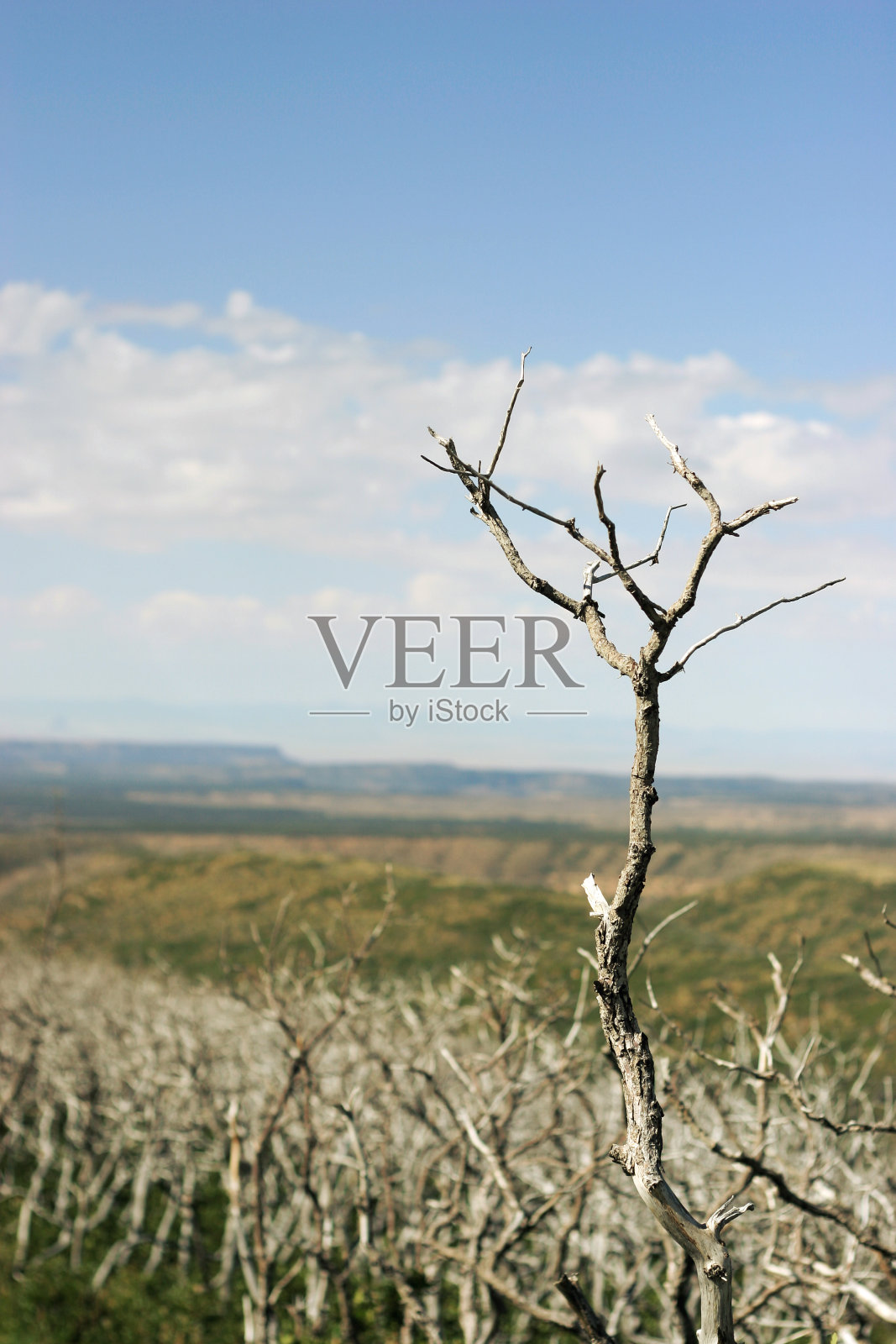 在梅萨维德延伸的分支照片摄影图片