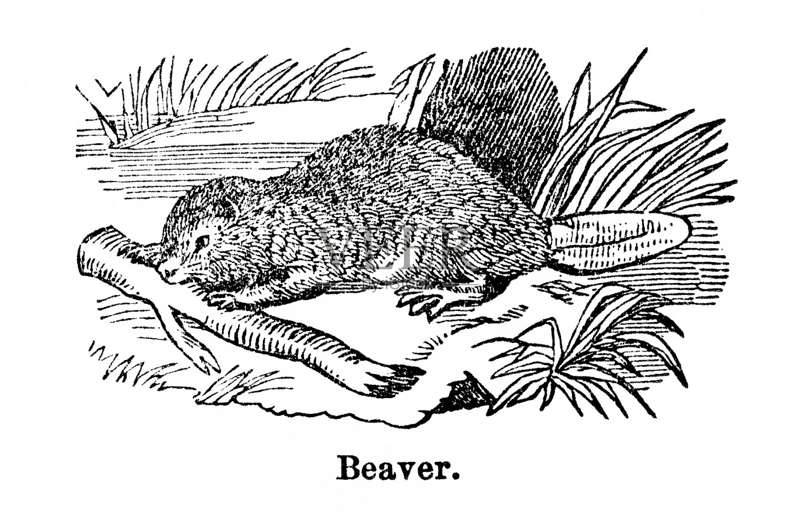 海狸雕刻设计元素图片