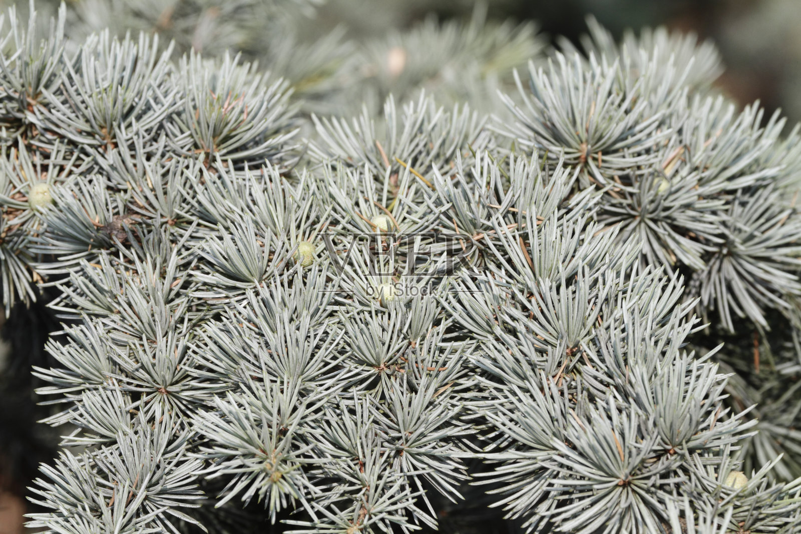 松树的一种蓝色云杉属的云杉照片摄影图片