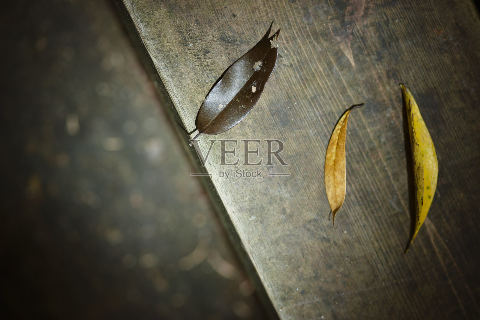 干叶的特写照片摄影图片