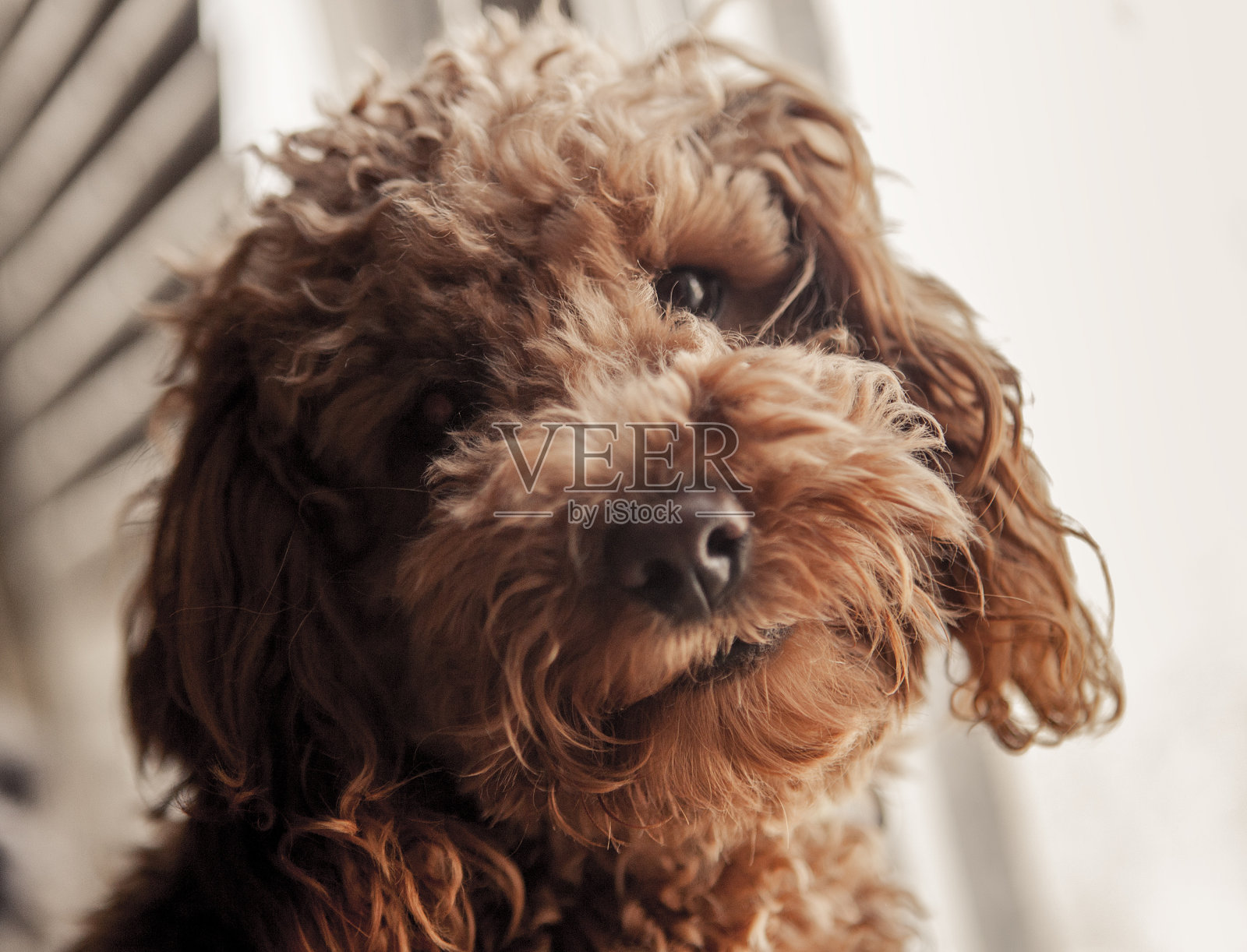 可爱的迷你贵宾犬照片摄影图片