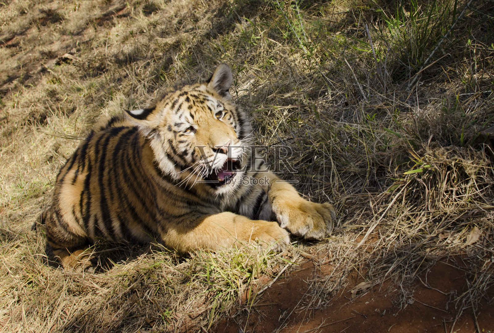 孟加拉虎，1岁照片摄影图片