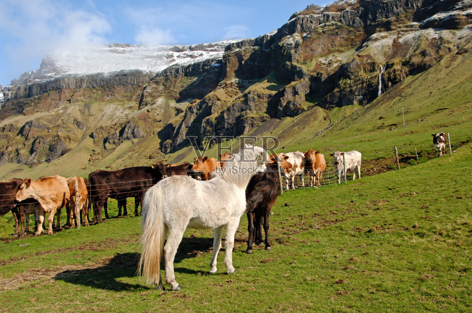 梳理冰岛马和牛照片摄影图片