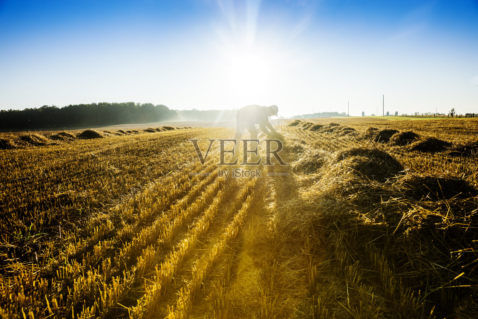 农民在检查麦秸的干燥程度照片摄影图片