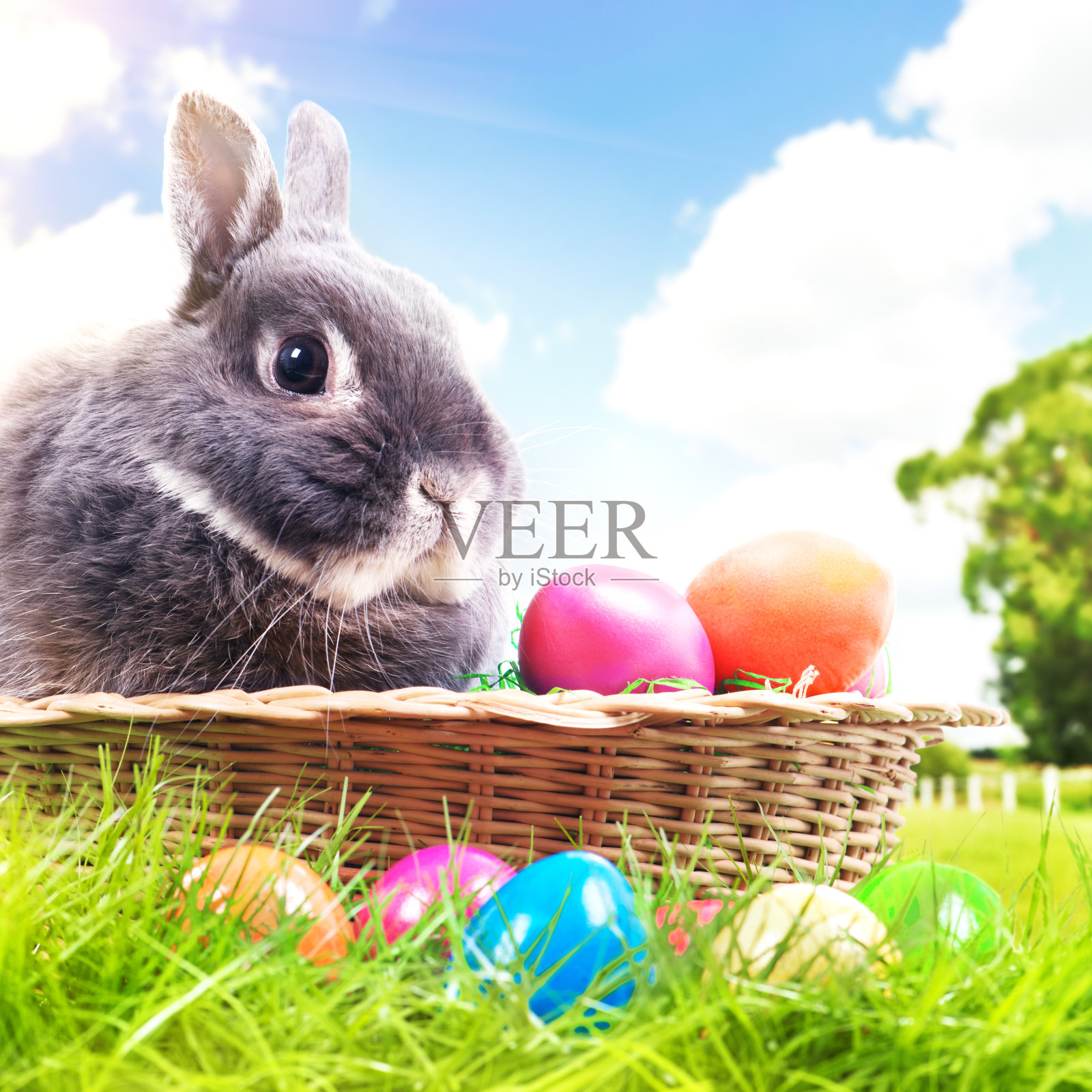 复活节兔子和蛋在草地与多云的天空背景照片摄影图片