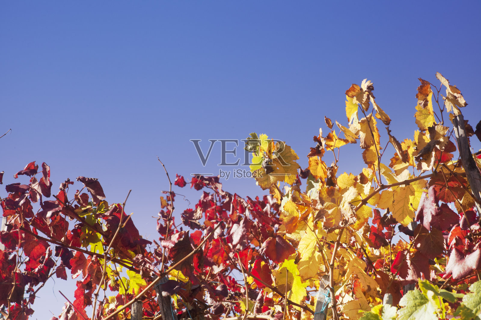 红黄藤叶，蓝天。照片摄影图片