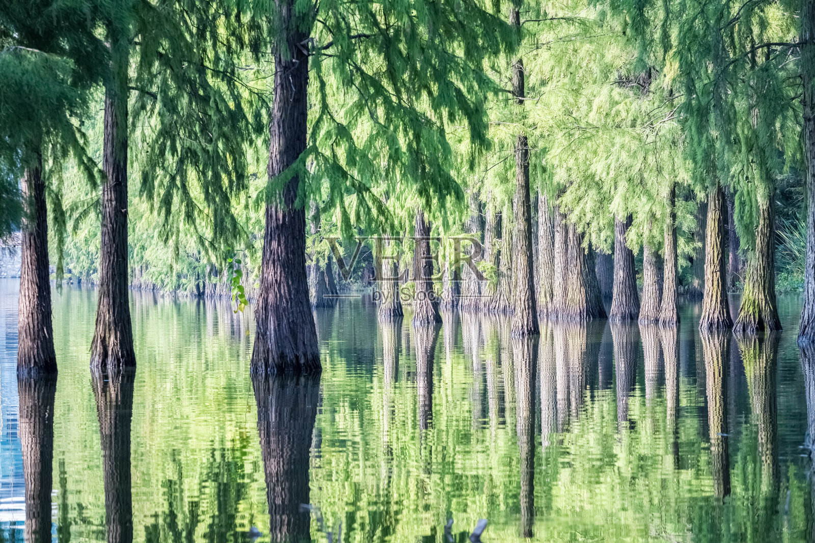 水杉森林照片摄影图片