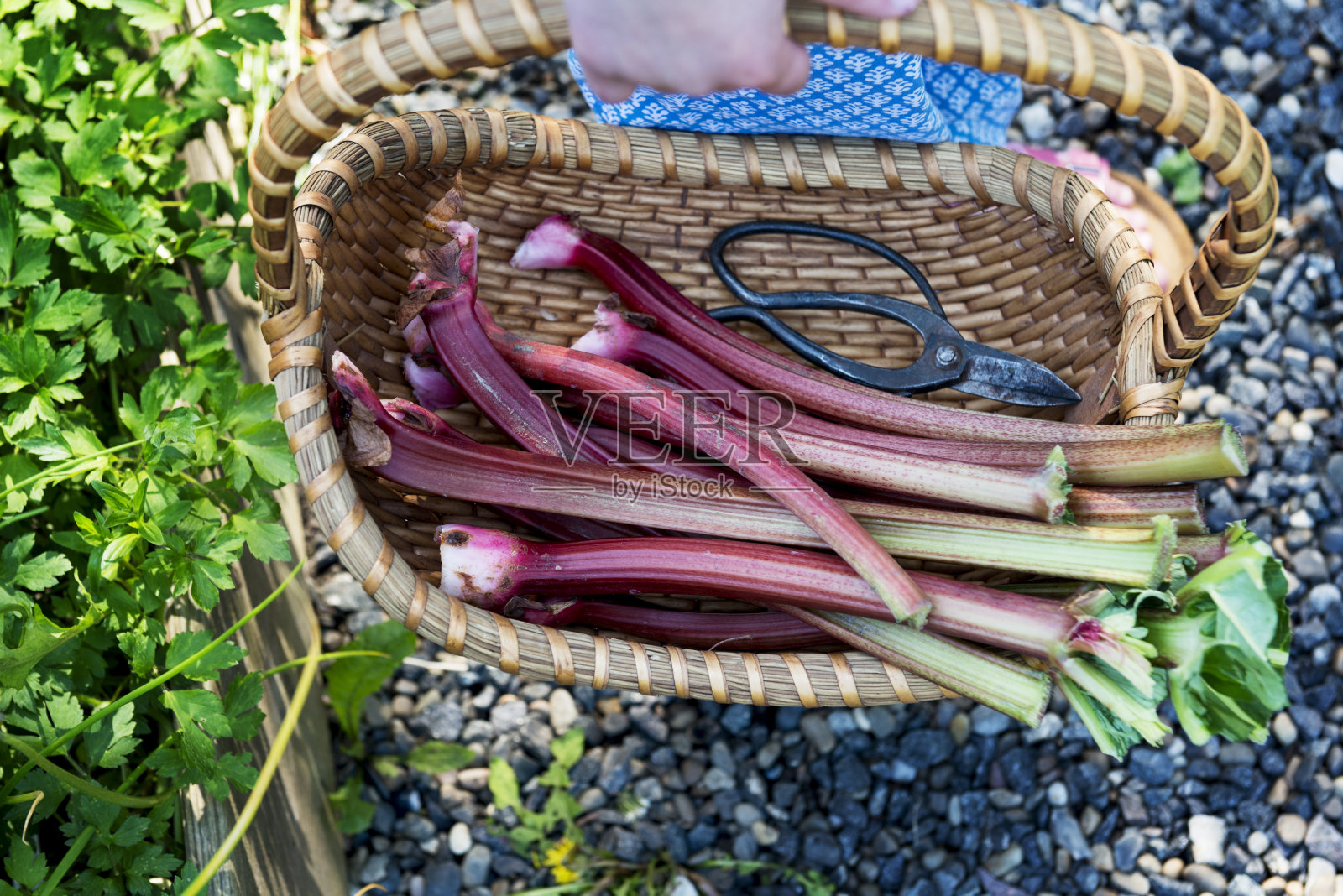 新鲜的大黄照片摄影图片
