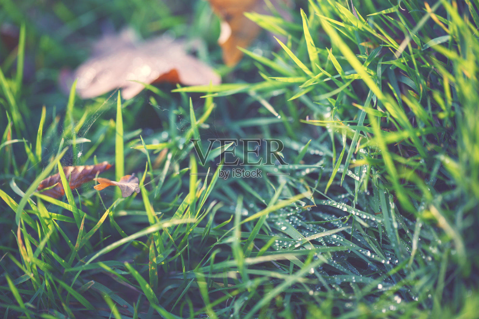 秋天的树叶落在草地上照片摄影图片