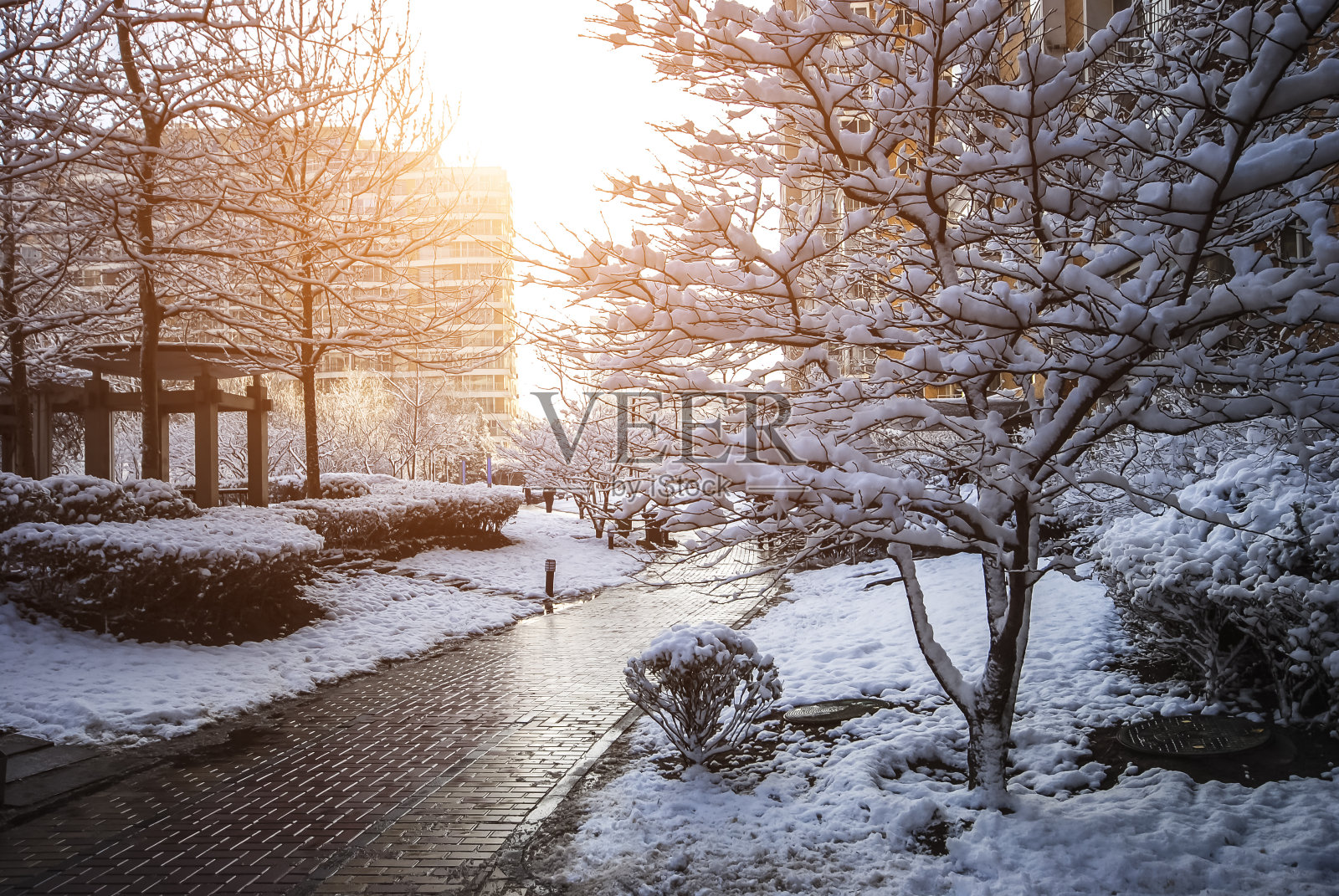 树枝上的雪和日落照片摄影图片