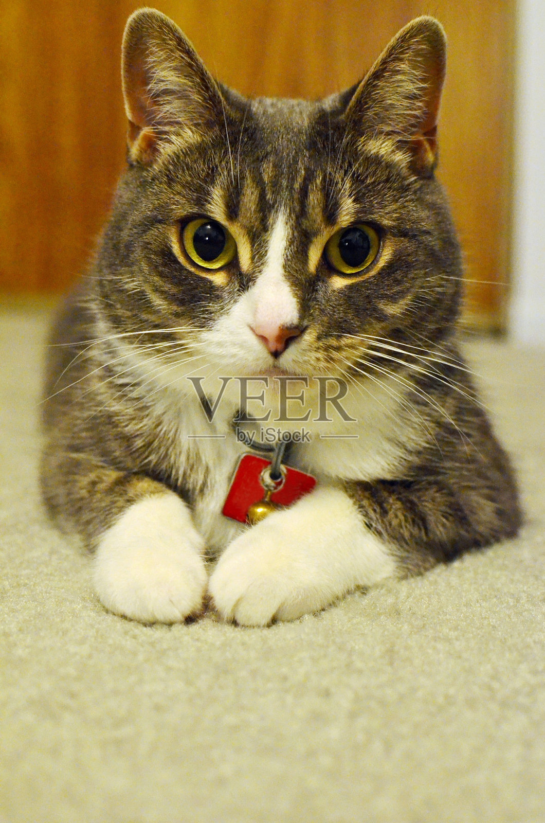 带着标签的猫照片摄影图片