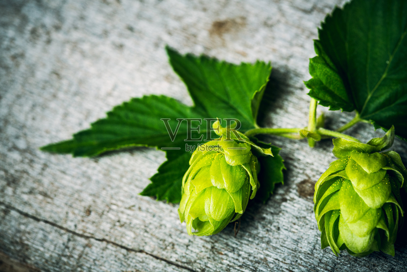 新鲜的酒花松果在木头上照片摄影图片