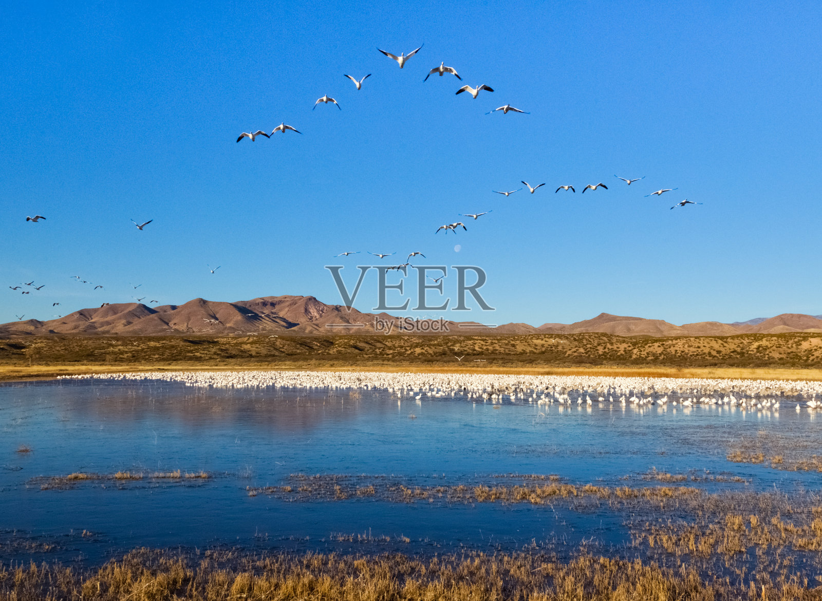 湿地场景照片摄影图片