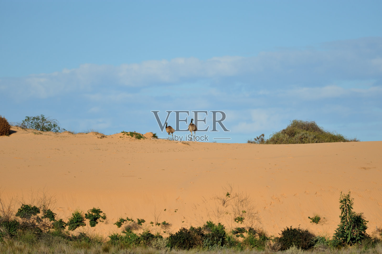 鸸鹋照片摄影图片