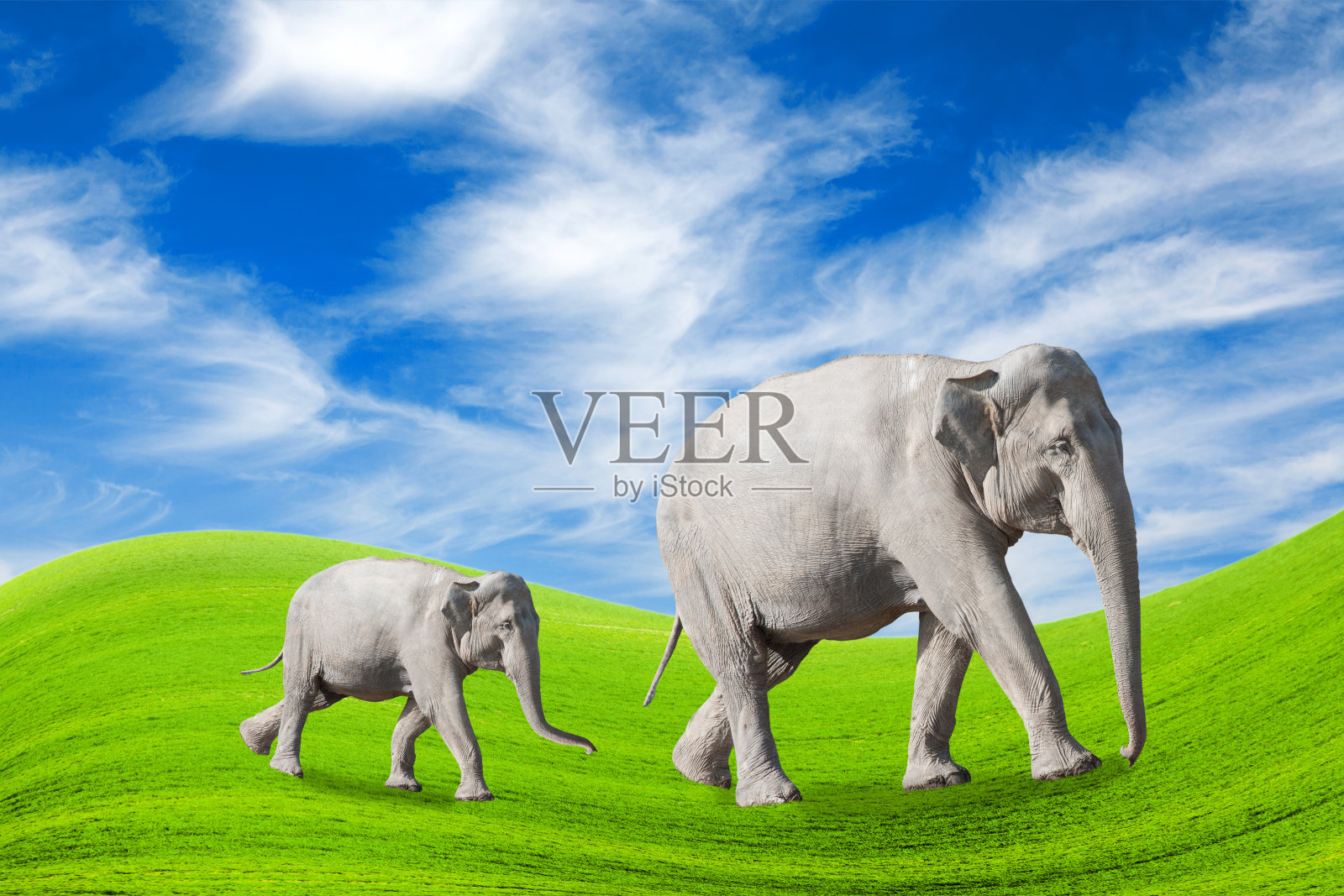 两只动物走照片摄影图片