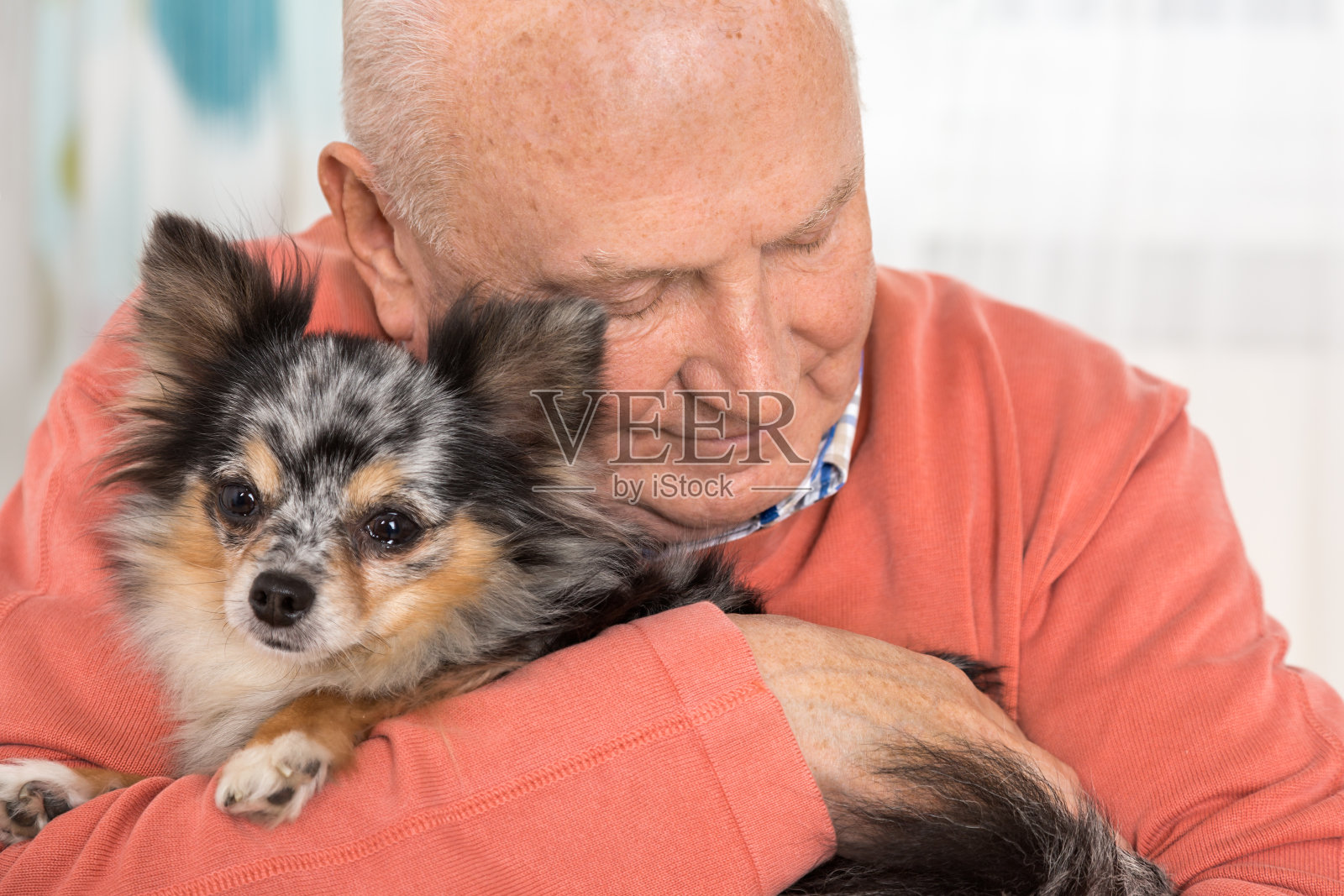 老人和吉娃娃狗在家照片摄影图片