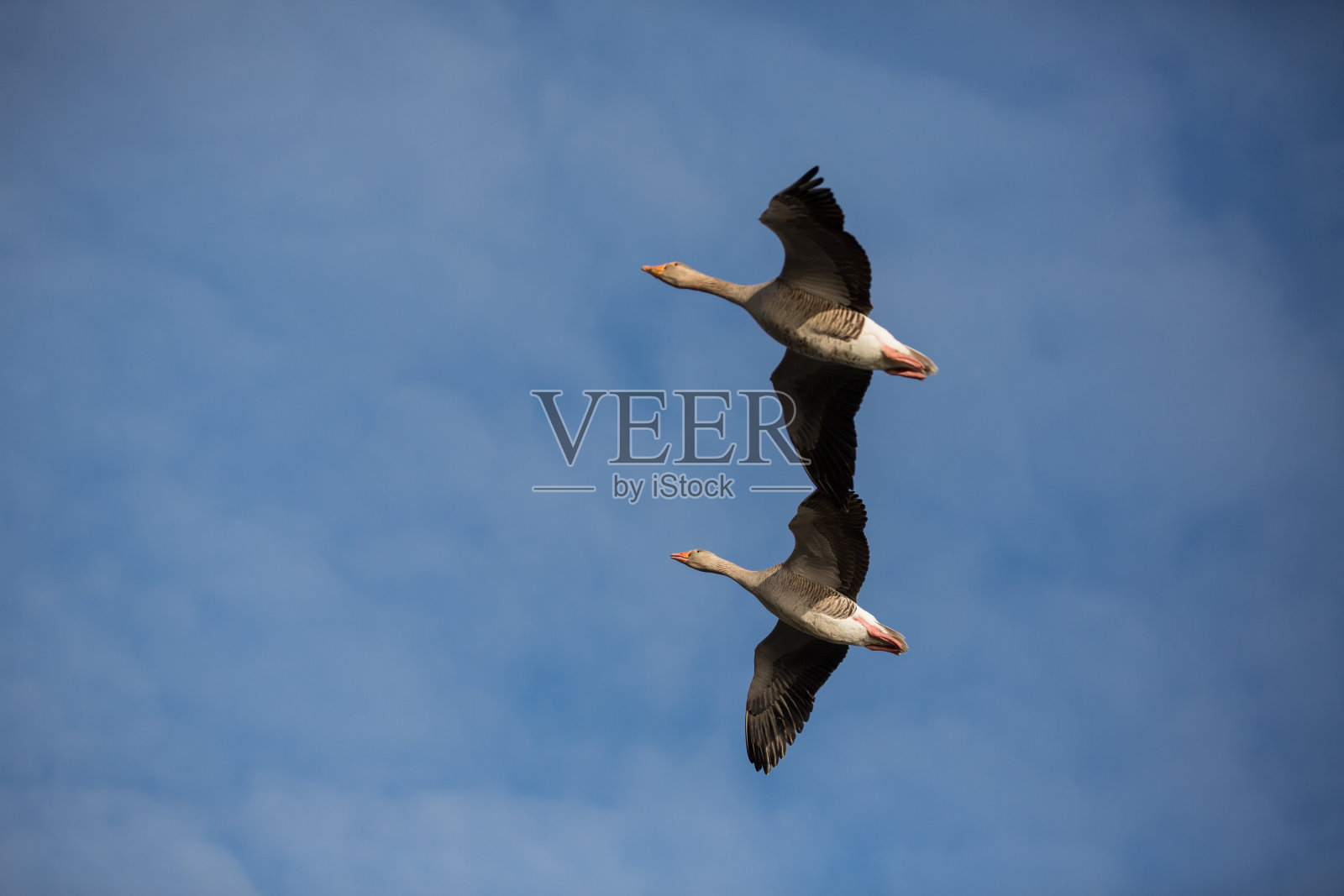 灰雁鹅飞照片摄影图片