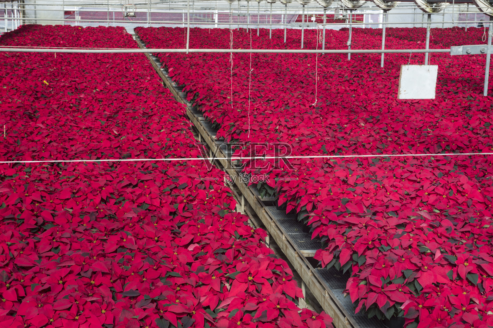 温室里的一品红照片摄影图片