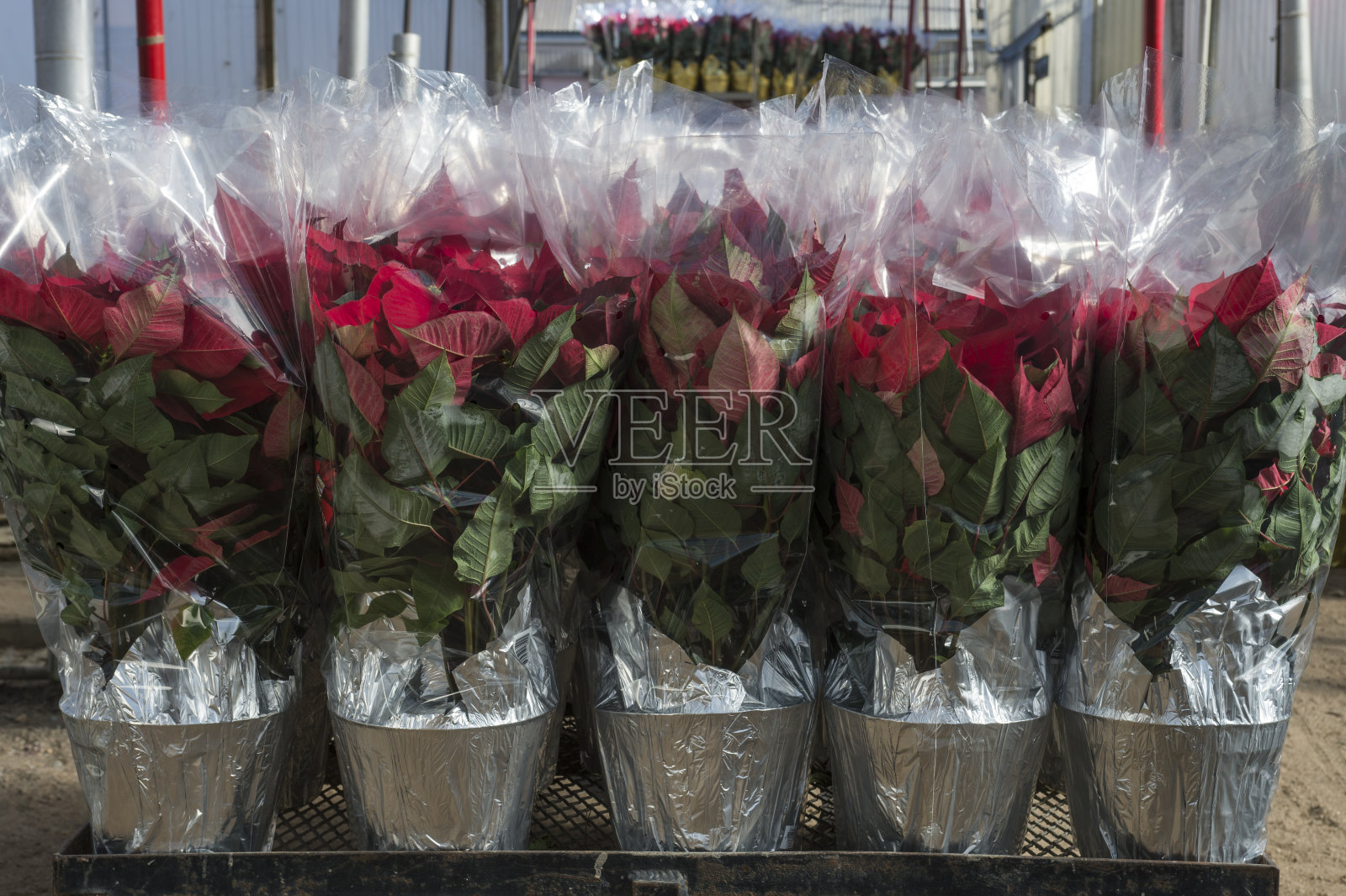 红一品红准备上市照片摄影图片