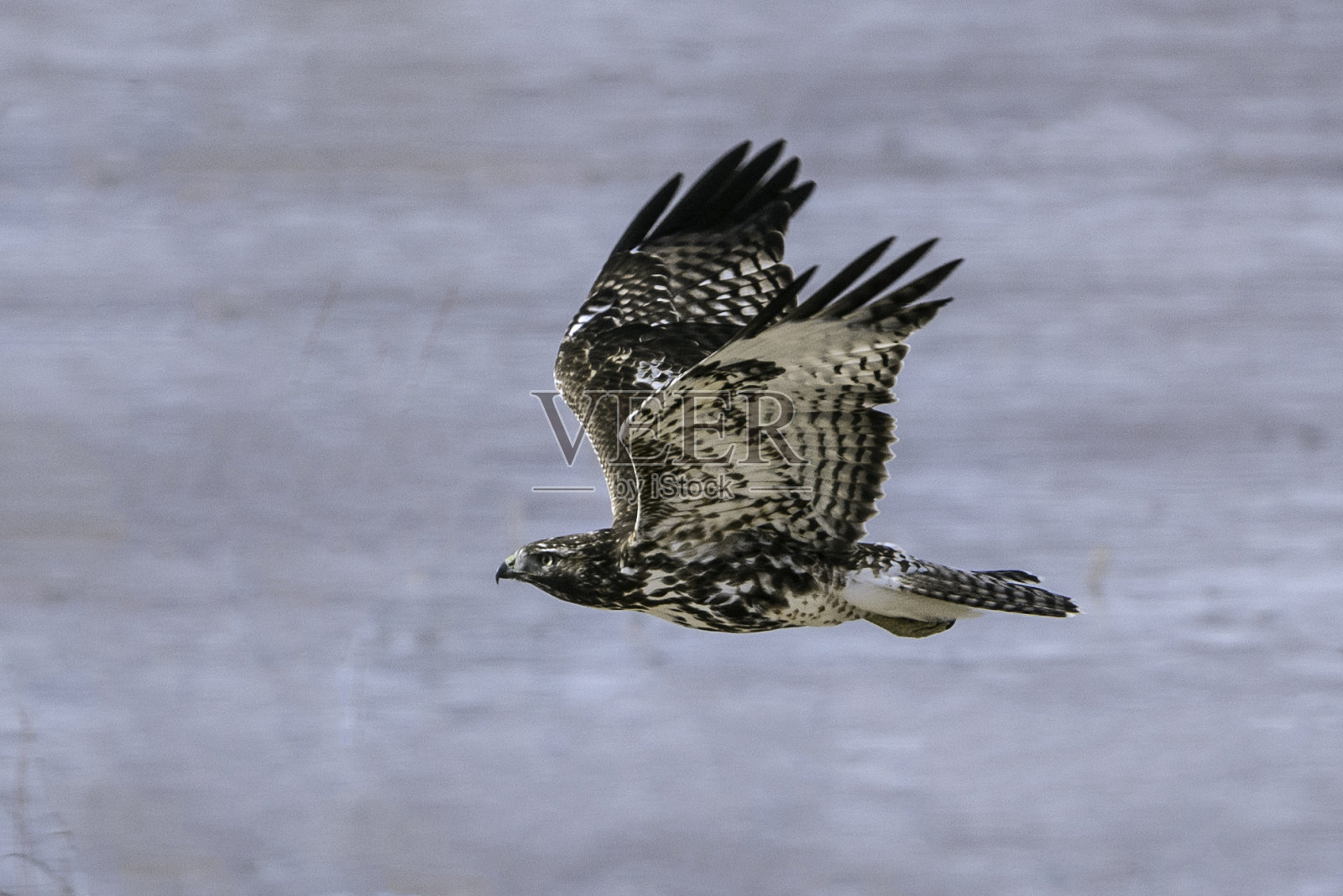 不成熟的秃鹰照片摄影图片