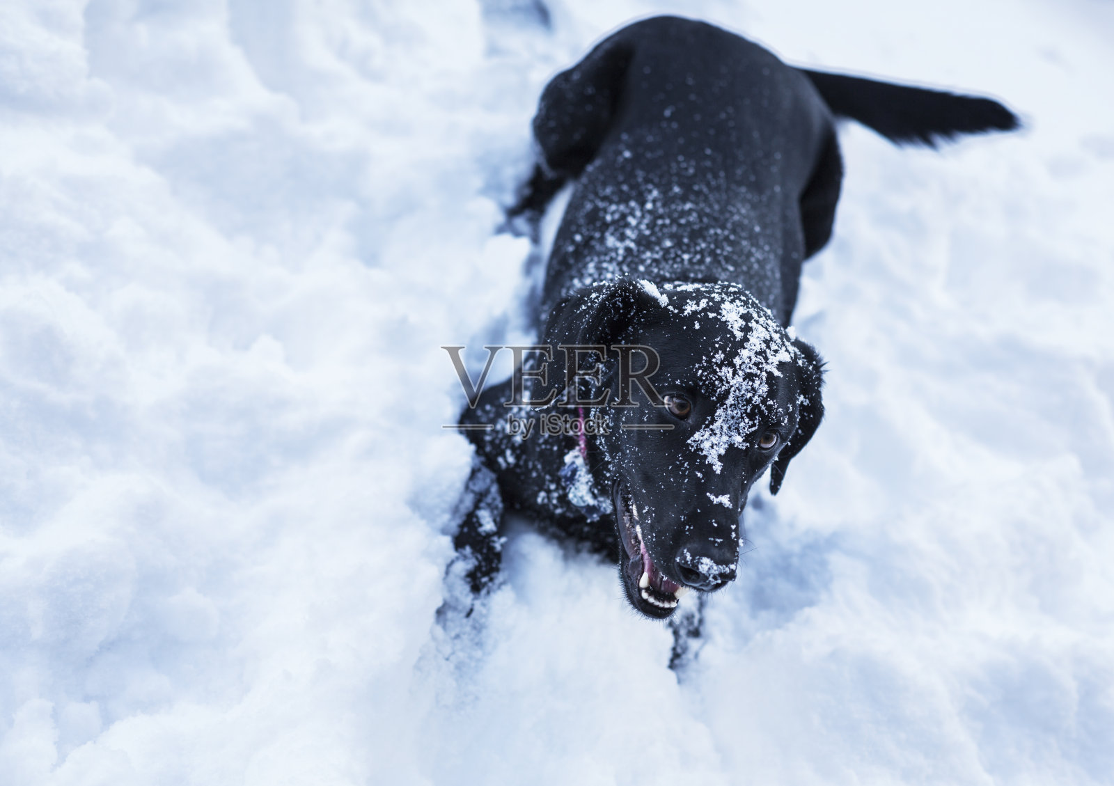 黑色拉布拉多猎犬混种狗在雪中玩耍照片摄影图片