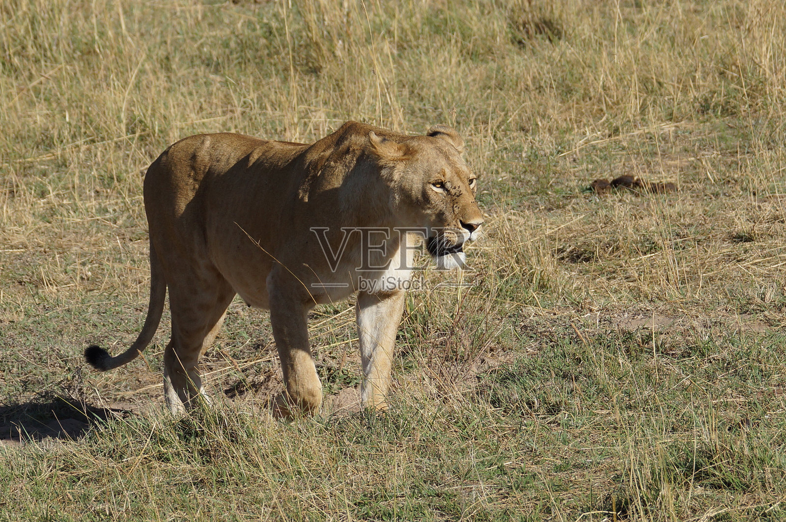 非洲狮子照片摄影图片