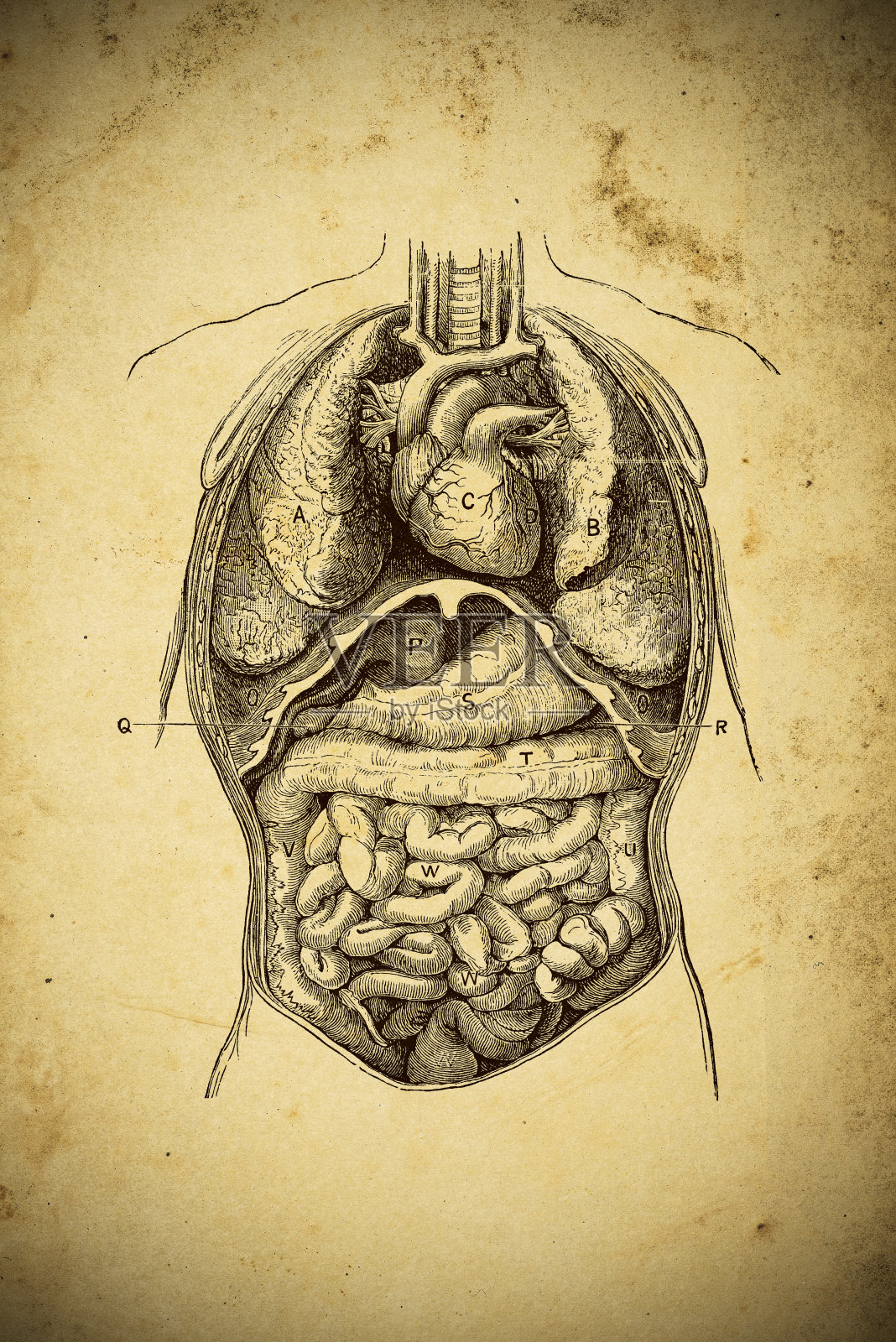 黄纸医学科学说明:人体器官插画图片素材