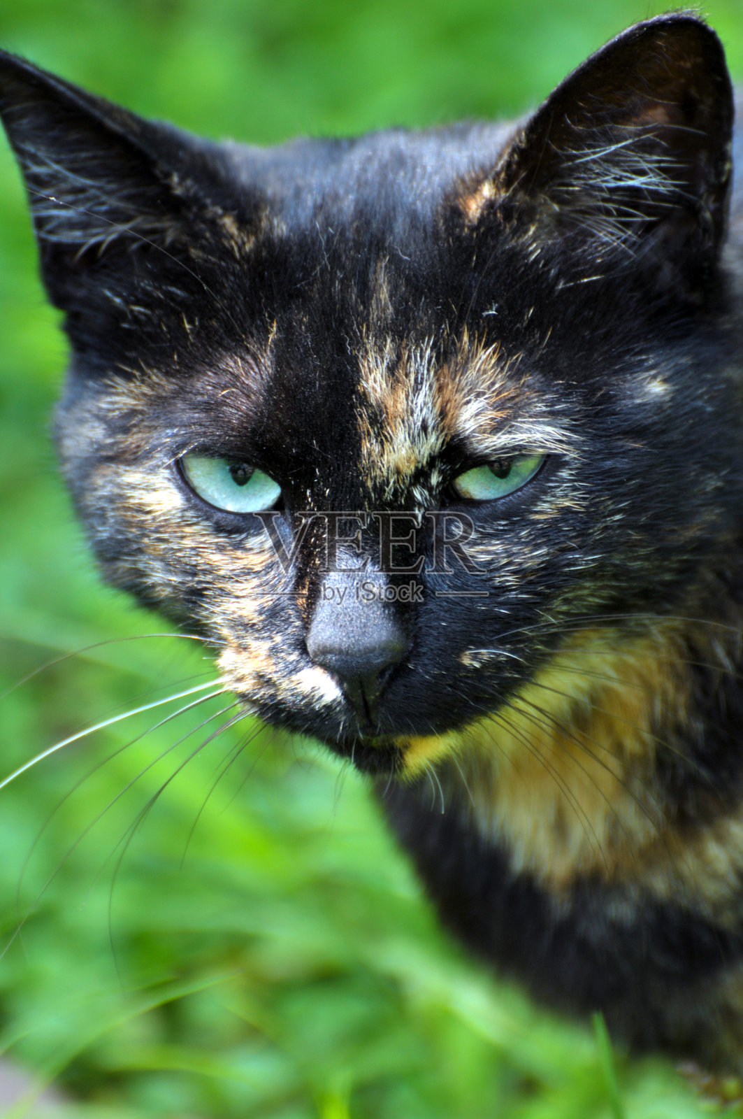 可爱的猫照片摄影图片