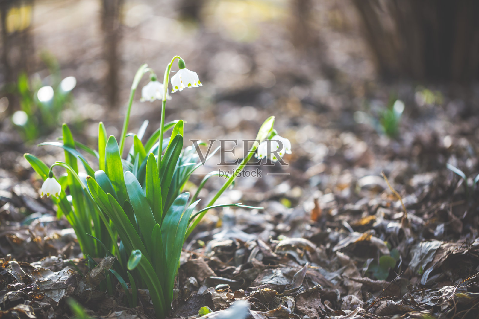 在新鲜的褐色土地上生长的春天的雪花照片摄影图片