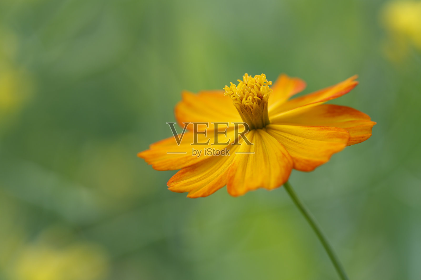 宇宙花朵特写照片摄影图片