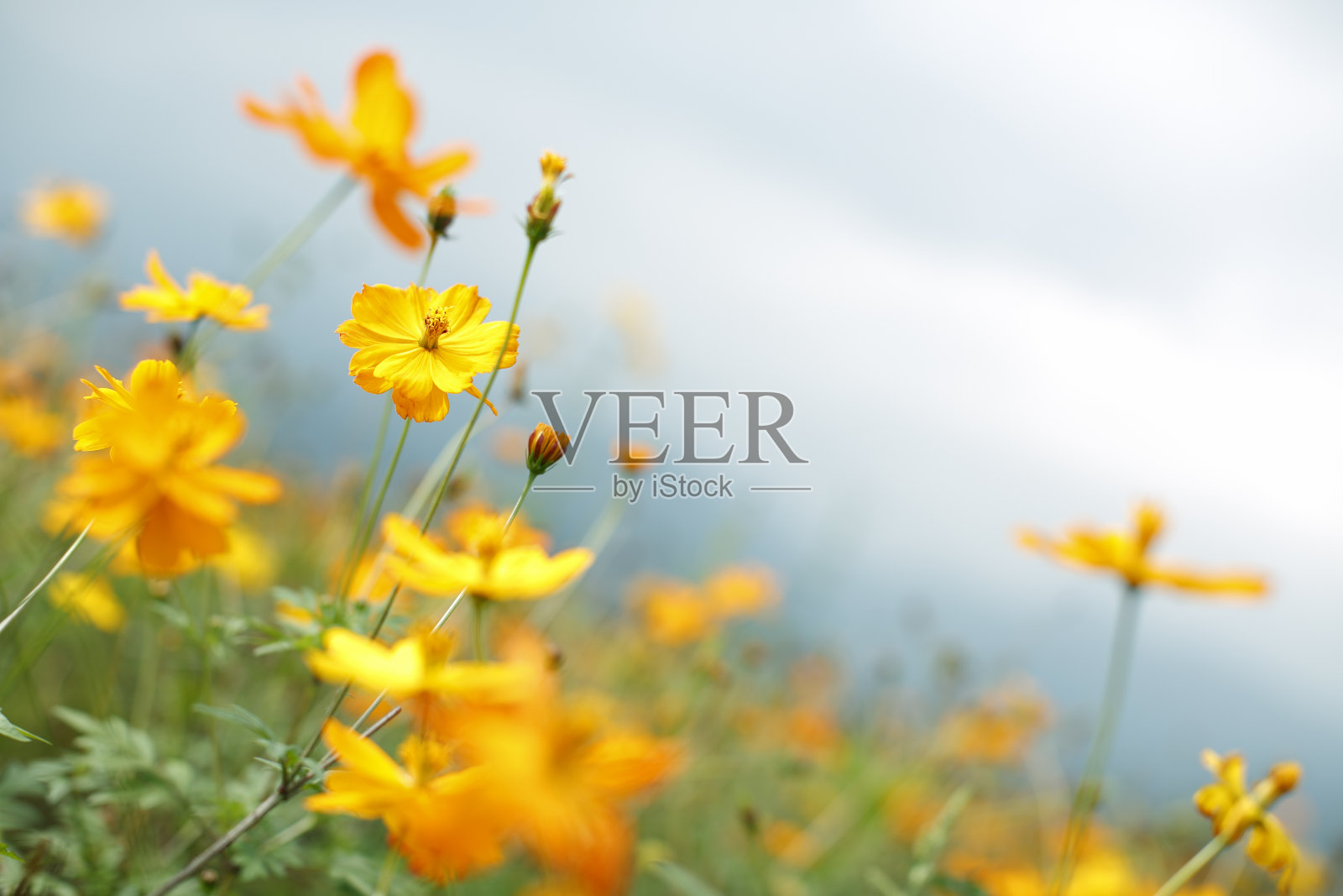 宇宙花朵特写照片摄影图片