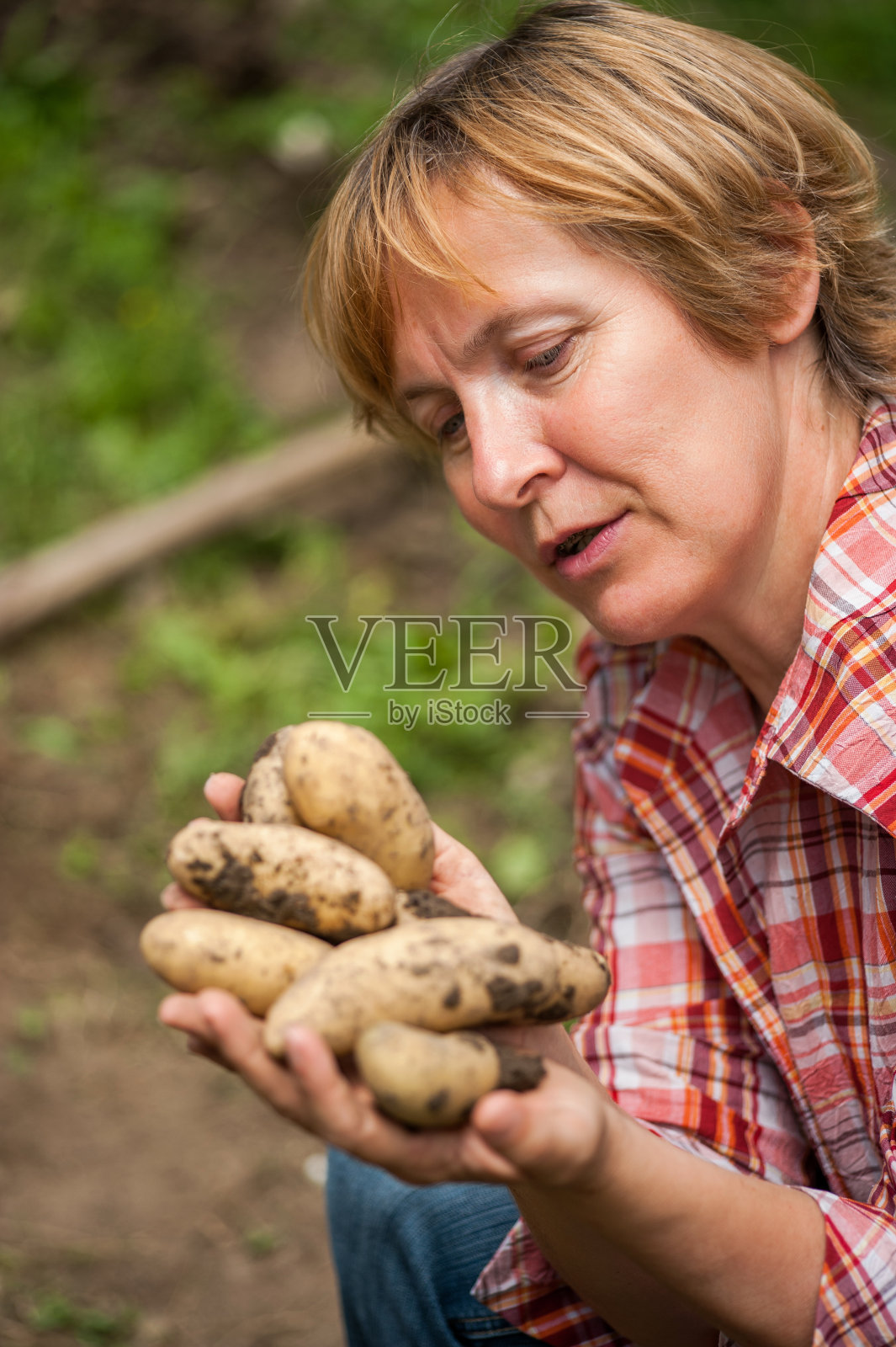 成年妇女从她的菜园里拿着生土豆照片摄影图片