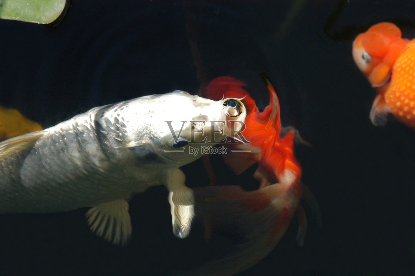 银锦鲤-制造泡沫照片摄影图片