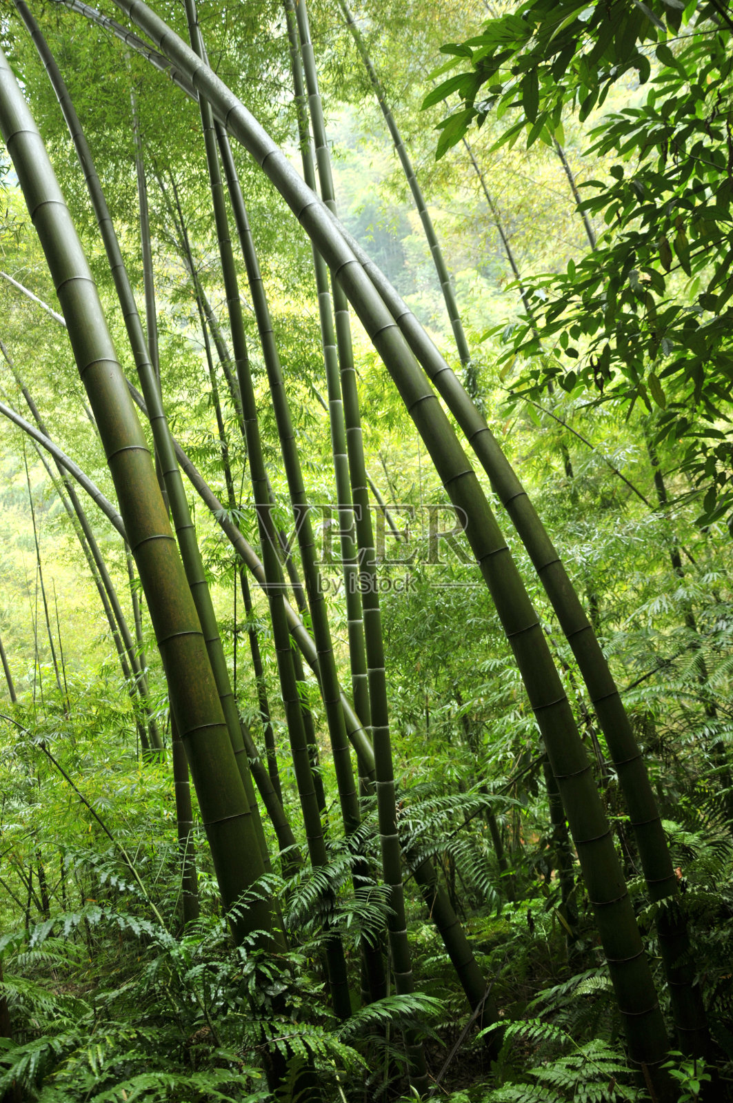 竹子forset照片摄影图片
