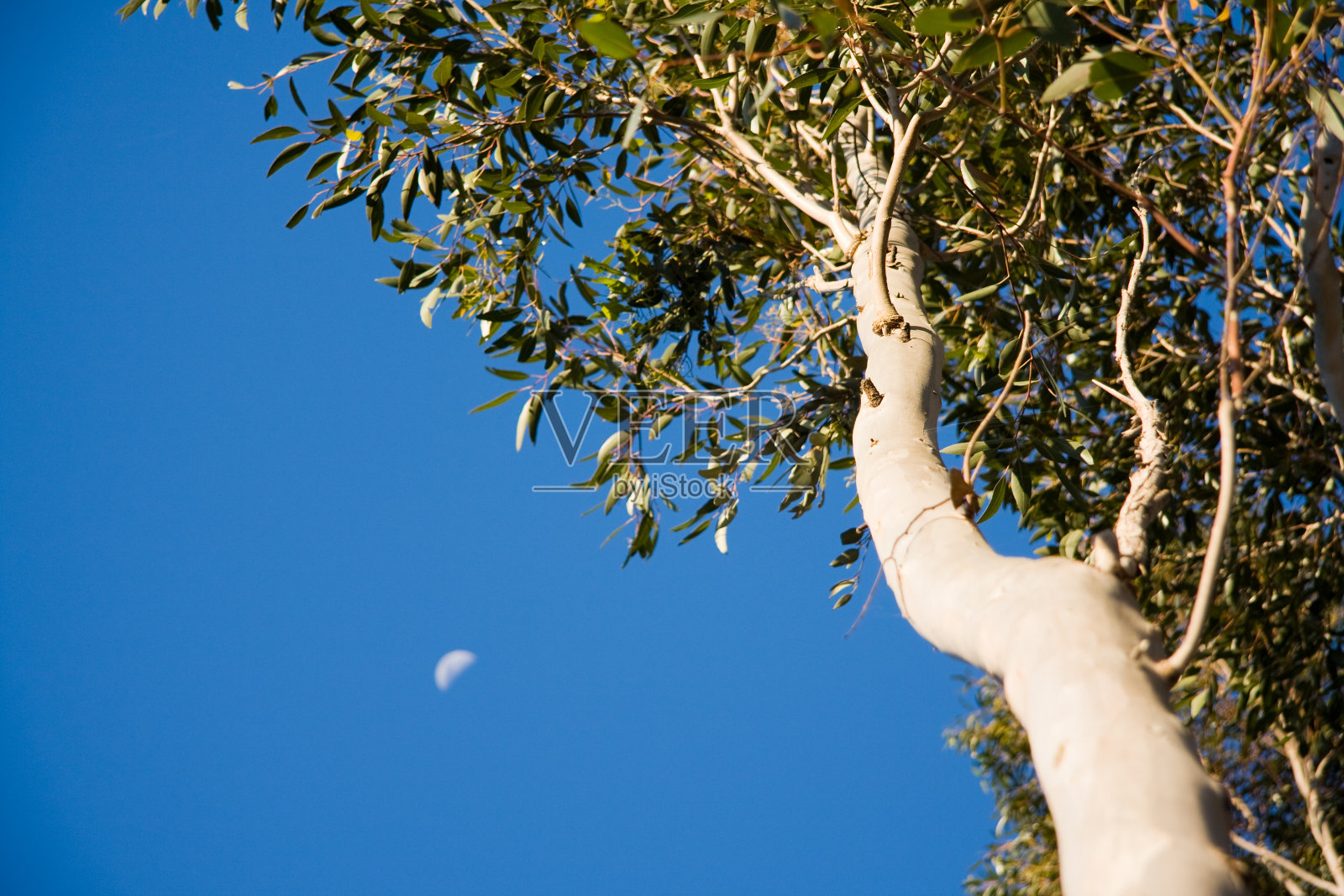 树和月亮照片摄影图片