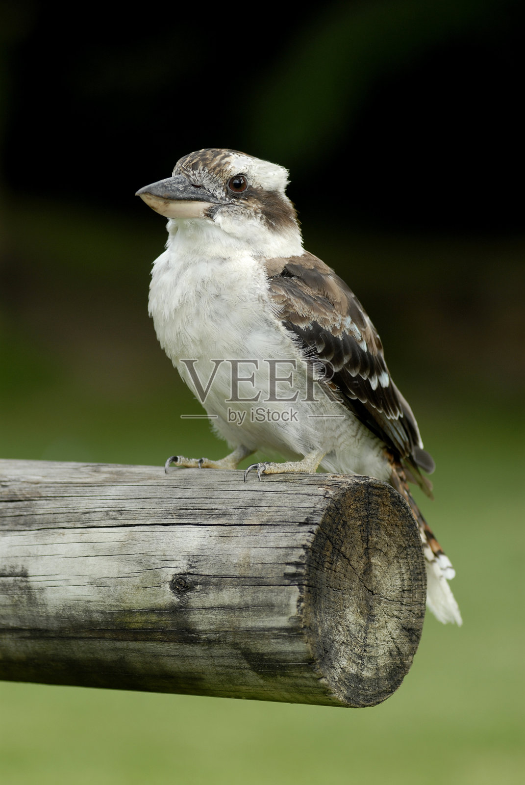 澳大利亚笑翠鸟照片摄影图片