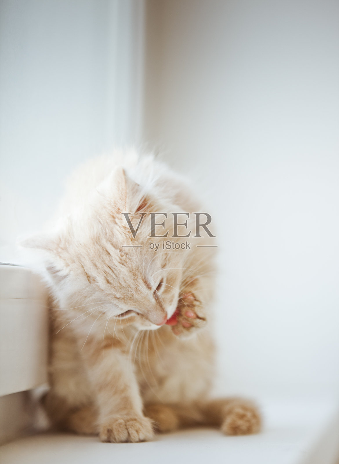 橙色的小花猫照片摄影图片