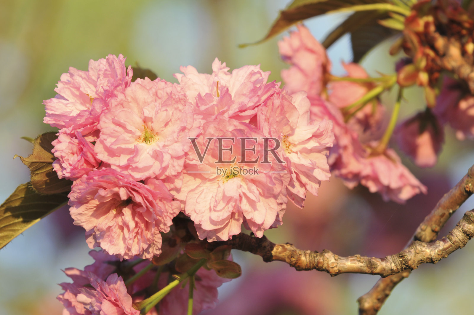 李属的特写照片摄影图片