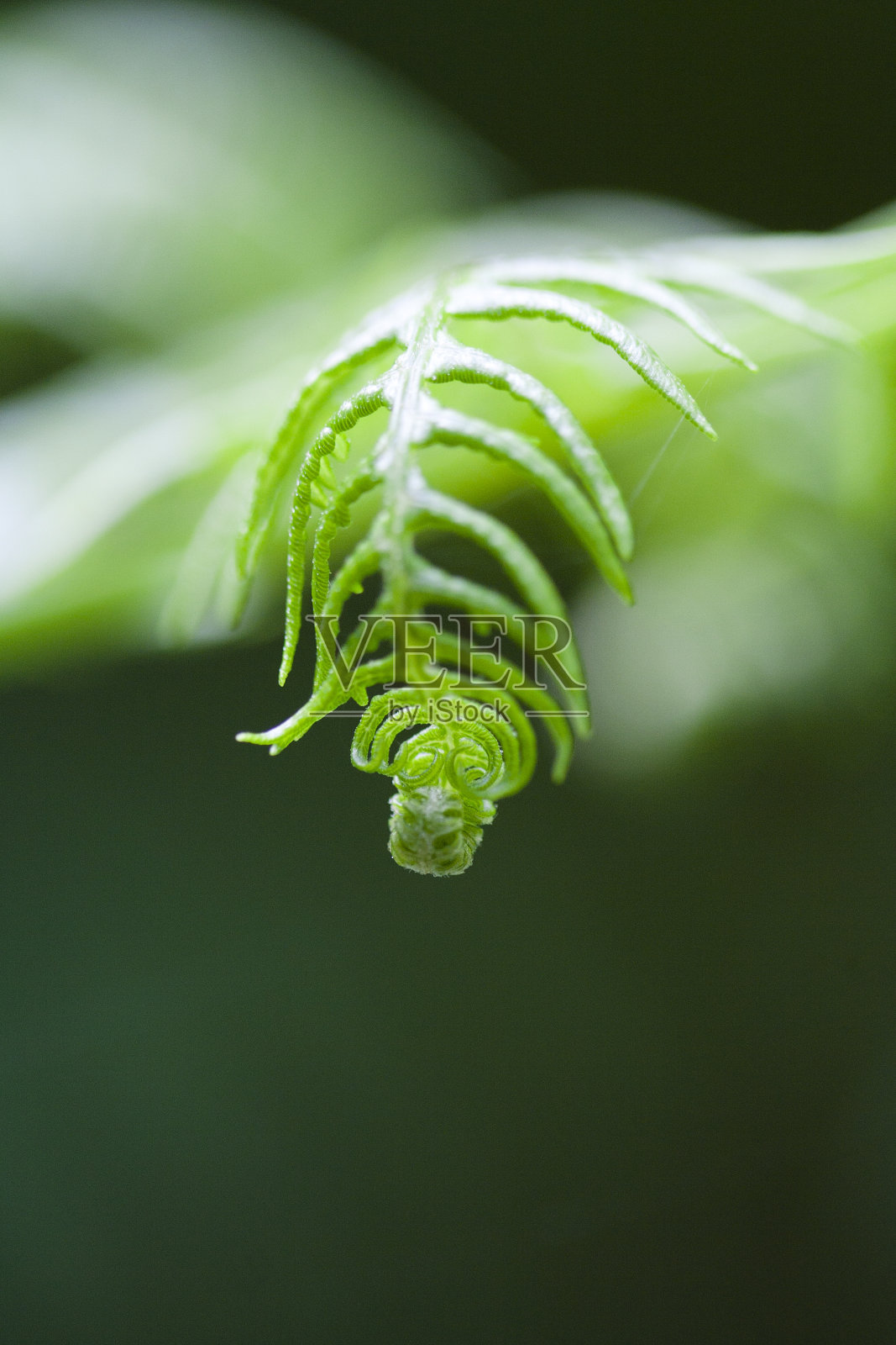 蕨叶在春天卷曲照片摄影图片